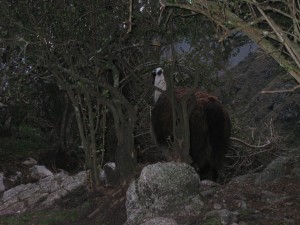 llama waking us in the morning